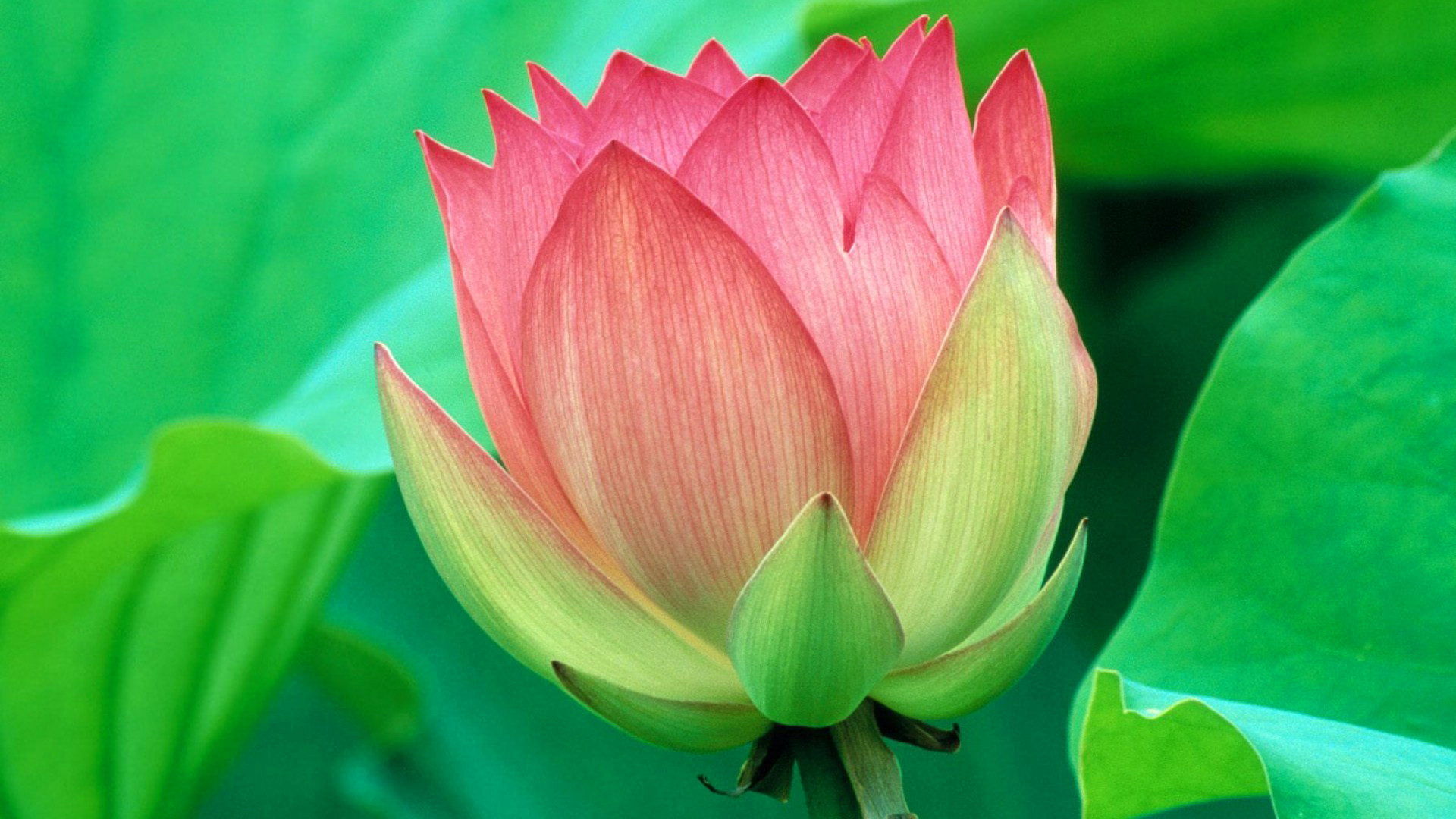 你 似水溫柔